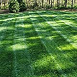 Outsidepride Midnight Kentucky Bluegrass Cool Season Fine, Soft Textured Lawn, Turf Grass Seed Blend - 10 LBS