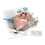 Carolina's Young Scientist Heart Dissection Kit