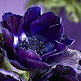 Van Zyverden Wind Flowers Anemones Darkest Blue Set of 25 Bulbs