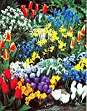 All Seasons Blooming Flower Garden Bulbs | 75 Bulbs to Grow | Bloom All Spring and Summer, Easy to Grow Flower Bulbs - Ships from Iowa, USA