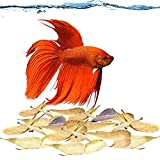 SunGrow 50 pcs Betta Fin Rot Treatment Catappa Indian Almond Leaves, 2", Betta Water Conditioner Leaves for Fish Tank Aquarium, Leaf Create Realistic Blackwater River Habitat, Reduce Stress & Lower pH