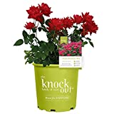 Root 98 Warehouse Knockout Double Red Rose, 1g