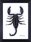 The Giant Thai Forest Scorpion (Heterometrus spinifer) | Framed Arachnid Wall Decor | Unique Taxidermy Collectables | 8 x 6 in.