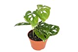 California Tropicals Monstera Adansonii Real Live Indoor Houseplants - Big Low Light Tropical Plant for Air Purifying Decorations - 4" Pots Easy Planting in Homes, Offices, and Outdoor Gardens