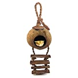 SunGrow Crested Gecko Coco Den with Ladder, 5” Diameter, 2.5” Cave Opening, Raw Coconut Husk Habitat with Hanging Loop, 1 Pc per Pack