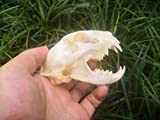Racoon Dog Skull,Cat Skull,Coypu Skull,Muskrat Skull,Fox Skull,Raccoon Dog Skull,Mink Skull,Taxiderm Skull Specimen