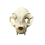 Taxidermy Real Animal Skull, Animal Bones Real for Craft, Skull Decoration for Home, Specimen Collectibles Study, Special Gifts (Cat Skull)