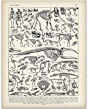 Animal Skeletons Bones Illustration - 11x14 Unframed Dinosaur Art Print - Biology Lab Decor