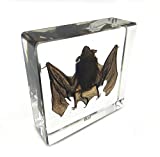 Real Bat Specimens Science Classroom Specimen for Science Education