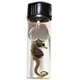 BicBugs Wet Specimen Real Seahorse Seadragon Preserved in Vial