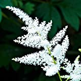 White Astilbe Bridal Veil | Feathery White Plumes - 1 Bare Root Plant - 5-8 Eye - False Spirea - Pollinator-Friendly Flowers | Easy to Grow