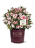 Encore Azalea Autumn Bell Shrub, 1 Gal, Pinkish White