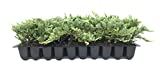 Blue Rug Juniper - 10 Live Plants - 2" Pots - Juniperus Horizontalis 'Wiltonii' - Low Maintenance Evergreen Groundcover