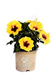 1 Gal Yellow and Red Tropical Hibiscus Rico Suave Annual Plant