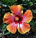 Hibiscus Fiesta - Live Plant in a 3 Gallon Pot - Hibiscus Rosa Sinensis 'Fiesta' - Beautiful and Stunning Flowering Shrub from Florida