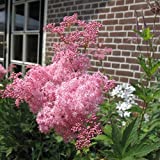 Rare Queen of The Prairie Seeds - 15 Seeds to Grow - Filipendula rubra - Made in USA, Ships from Iowa. Rare and Hard to Find