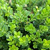 Baby Gem Boxwood (2.5 Quart) Low-Maintenance Evergreen Shrub - Full Sun to Part Shade Live Outdoor Plant