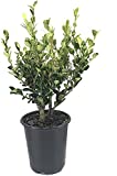 Winter Gem Boxwood | 3 Quart Size Plants | Buxus Microphylla Japonica | Fast Growing Cold Hardy Formal Evergreen Shrub