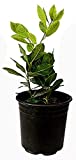 9GreenBox - Bay Laurel Plant One Gallon Live Plant Ornament Decor for Home, Kitchen, Office, Table, Desk - Attracts Zen, Luck, Good Fortune - Non-GMO, Grown in The USA