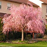 Pink Weeping Cherry - 5-6 ft.
