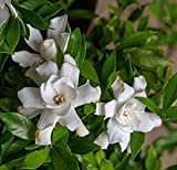 Fool Proof Gardenia (2 Gallon) Blooming Evergreen Shrub with White Fragrant Flowers - Full Sun to Part Shade Live Outdoor Plant/Bush