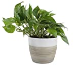 Costa Farms Devil's Ivy Golden Pothos White-Natural Decor Planter Live Indoor Plant, 10-Inches Tall, Fresh from Our Farm