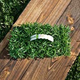 Cannot Ship to CA/AZ SodPods Centipede Grass Plugs (64-Count) Natural, Affordable Lawn Improvement