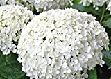 Annabelle Hydrangea - Live Plant Shipped Over 1 Foot Tall by DAS Farms (No California)