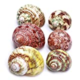 PPCLION Unstained Natural Hermit Crab Shells Pearl Turbo Seashell for Dcor, 3 Kinds 6 PCS Size 1.5" - 2", Opening 0.8-1" Hermit Crab Supplies