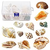 WEOXPR Hermit Crab Shell - Openning Size 0.6"-2" Medium to Large Growth Turbo Seashells Natural Sea Shells for Hermit Crab Supplies, Aquarium Dcor, Nautical Decoration (12 Pcs)