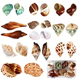 HOBANG Hermit Crab Shells 22 PCS - 11 Types Assorted Sizes Hermit Crab Home - Natural Growth Turbo Seashells for Hermit Crab Species Aquarium Fish Tank Home Decor with Storage Box