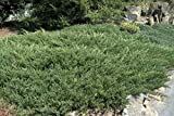 Andorra Compacta Juniper - 60 Live Plants - Drought Tolerant Cold Hardy Evergreen Ground Cover