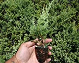 Nicks Compacta Juniper - 60 Live Plants - Drought Tolerant Cold Hardy Evergreen