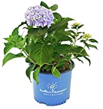 Endless Summer Collection - Hydrangea mac. Endless Summer The Original (Reblooming Hydrangea) Shrub, RB pink or blue, #2 - Size Container