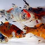 Shubunkin Goldfish from Toledo Goldfish, Blue Calico Color, Variety of Patterns - Perfect for Ponds or Aquariums - 3-4 Inches, 10 Count