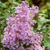 SPRING HILL NURSERIES - Josee Reblooming Pink Flowering Lilac - Enjoy The Fragrance of Lilacs All Summer Long - Includes one Plant in a 4 Inch Pot