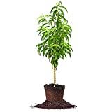 PERFECT PLANTS June Gold Peach Tree 4-5ft. Tall | Low Chill Hour | Heavy Producer | Self Fertile