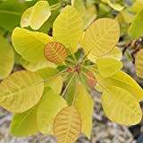 Winecraft Gold Smokebush - 4" Pot - Cotinus - Proven Winners