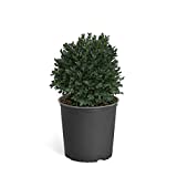 Brighter Blooms - Dwarf English Boxwood - Evergreen Hedge Border Plant, 2 Gallon, No Shipping to AZ or TN