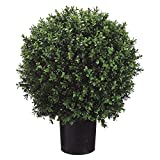 Set of 2 - Pre-Potted 24" High Ball Shaped Boxwood Topiary- 16" Diameter - Plastic Pot