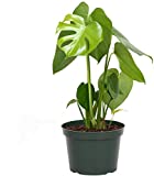 AMERICAN PLANT EXCHANGE Philodendron Monstera Deliciosa Split Leaf Easy Care Live Plant, 6" Pot 18-20"Tall, Indoor Air Purifier