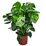 Monstera Deliciosa Plant - Swiss Cheese Split Leaf Philodendron Plant - Large Plant - Overall Height 24" to 28" - Tropical Plants of Florida (Plant Only)