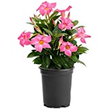 American Plant Exchange Pink Dipladenia Bush Live Plant, 6" Pot, Easy Care Constant Bloomer