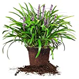 Royal Purple LIRIOPE - Size: 1 Gallon, Live Plant, Includes Special Blend Fertilizer & Planting Guide