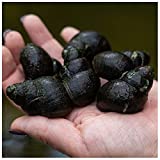 Live Snails | 50 Count Japanese Trapdoor Pond Snails | Natural Pond Cleaner