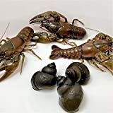 Toledo Goldfish Live Crayfish and Trapdoor Snail Combo for Ponds or Aquariums  USA Born and Raised  Live Arrival Guarantee (10 Count, 5 of Each)