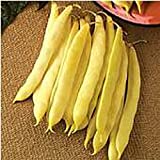 Romano Goldmarie Pole Beans Seeds (20+ Seeds) | Non GMO | Vegetable Fruit Herb Flower Seeds for Planting | Home Garden Greenhouse Pack