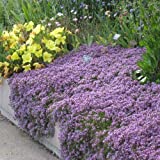 Creeping Thyme Seeds - Landscaping Ground Cover - Approximately 4000 Seeds