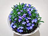 1000+ Blue Creeping Thyme Seeds, Thymus Serpyllum Heirloom, Ground Cover Plants Easy to Plant and Grow, Purple Red Green Blue Purple White Flowers