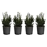 Brighter Blooms - Wintergreen Boxwood - Evergreen Hedge Border Plant - 4 Plants in 3 Gallon Pots